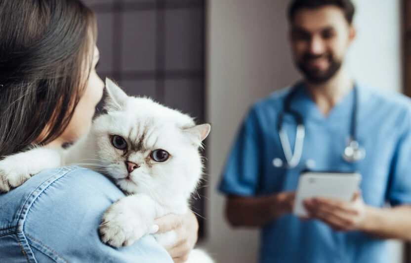 Врач спокойно разговаривает с владельцем, показывает что-то на планшете, кошка сидит рядом 